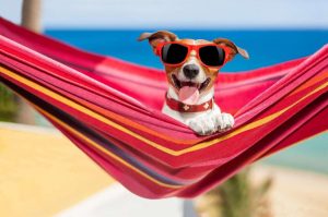 Viajar con mascotas