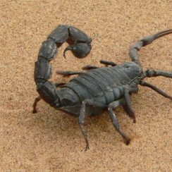 Tratar la picadura del escorpión