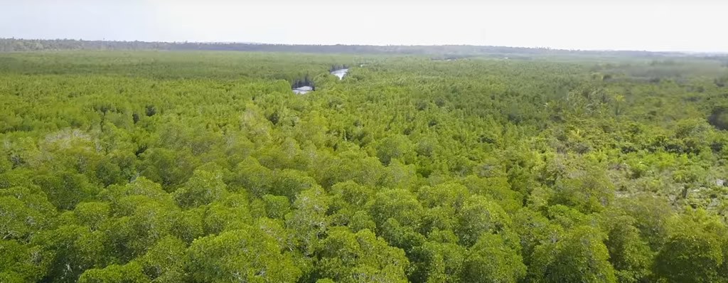 Parque nacional de Jozani en Zanzibar